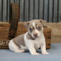 Teddy Roosevelt Terrier Puppies from Big Grove Farms
