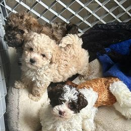 Shihpoos from Shipoo Lane