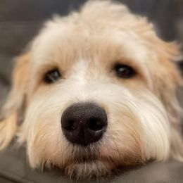 Paisley - Bernedoodle