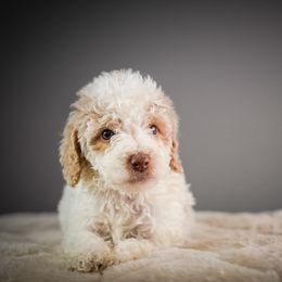 Tulle - Red female Bernedoodle puppy in Caldwell, Idaho from Boise Doodle Co.