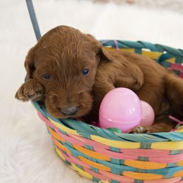 Goldendoodle, Irish Doodle, Labradoodle, and Poodle Puppies from Desert Doodles