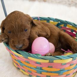 Goldendoodle, Irish Doodle, Labradoodle, and Poodle Puppies from Desert Doodles
