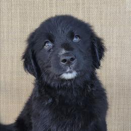 Trixie Australian Retriever - Black female Australian Shepherd puppy in Limestone, Tennessee from Pilot Hill Teddy Bear Puppies