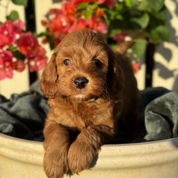 Tag - Red  male Goldendoodle puppy in Wharton, Texas from Little Fur Friends