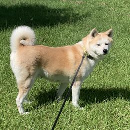 Miko - Akita