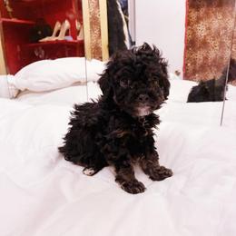 IRAS - Black female Poodle puppy in Jersey City, New Jersey from Tuts Pups Cafe