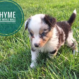 Thyme - Blue merle male Miniature Australian Shepherd puppy in Kettle Falls, Washington from Ellie's Miniature Australian Shepherds