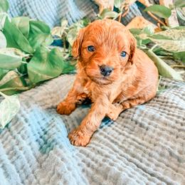 (Sprout) - Red male Cavapoo puppy in Marquand, Missouri from Perfectly Playful Doodles