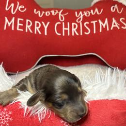 Dapple - Dapple male Dachshund puppy in Crestview, Florida from Neverending Dachies