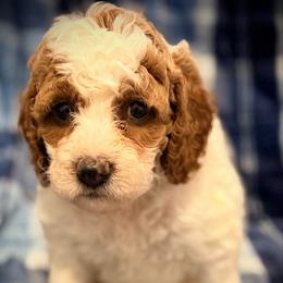 Winter - Parti female Goldendoodle puppy in Bradenton, Florida from Christianna’s Mini Goldendoodles