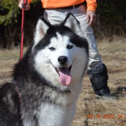 Kuro - Siberian Husky