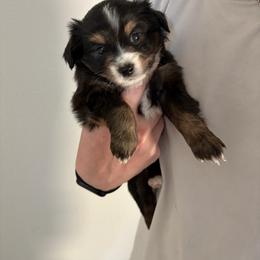 Snow - Black tri male Miniature Australian Shepherd puppy in Weatherford, Texas from F & T Aussies