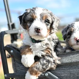 Aussiedoodle, Bernedoodle, Goldendoodle, and Irish Doodle Puppies from Sun Valley Goldendoodles
