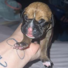 Daisy - Fawn Boxer puppy in Waynetown, Indiana from Rowe’s Royal Boxers