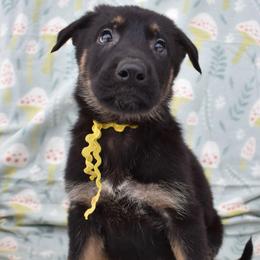 Yellow Boy - Black and tan male German Shepherd puppy in Grants Pass, Oregon from Granville German Shepherds