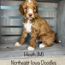 Heath - Apricot male Goldendoodle puppy in Cedar Falls, Iowa from Northeast Iowa Doodles
