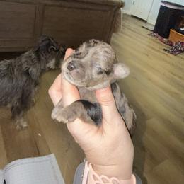 Blue Collar - Merle male Schnoodle puppy in Winchester, Tennessee from Mahaffey’s Doodles
