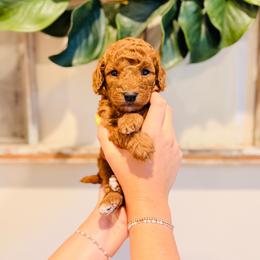 Waffles - Micro Size - Red  male Goldendoodle puppy in Elizabethtown, Kentucky from Reddy Poodles & Doodles