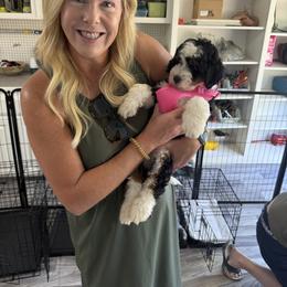 Bernedoodle Puppies from Palmetto Bernedoodles Boutique