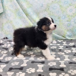 Peanut - Black tri-color male Australian Shepherd puppy in Nuevo, California from Rosewood Aussies