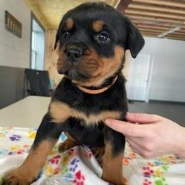 Female 3 orange - Black and rust female Rottweiler puppy in Aspers, Pennsylvania from Vom Uberlegenen Rottweilers