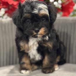 Cosmic Brownie - Merle male Cavapoo puppy in Apple Valley, California from Fletcher Fuzzy Friends