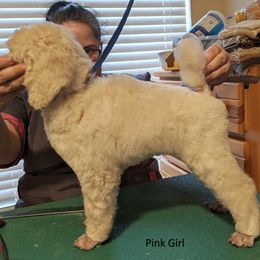 Poodle Puppies from LaTerra Cove Poodles