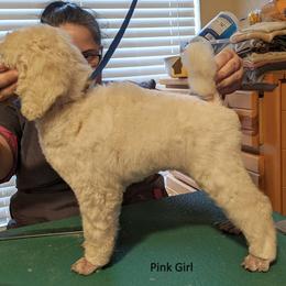 Poodle Puppies from LaTerra Cove Poodles