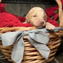 Goldendoodle Puppies from S_and_b_doodles
