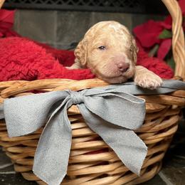 Goldendoodle Puppies from S_and_b_doodles