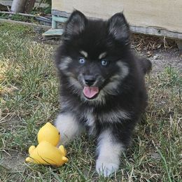Jax - Black male Pomsky puppy in Southern California, California from SoCal Pomskies LLC