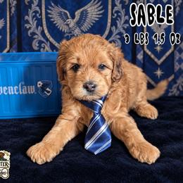 Sable - Brindle and white male Shihpoo puppy in Rockledge, Florida from Bellady's Shihpoos