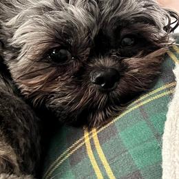 Shih Tzu Puppies from Grandma Ts Precious Puppies