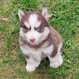 Dark Chocolate - Red and white male Pomsky puppy in Charlotte, Michigan from Moore Pomskies