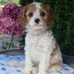 Patch - Blenheim male Cavapoo puppy in Colorado Springs, Colorado from Shining Star Doodles