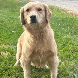 Harlow - Golden Retriever