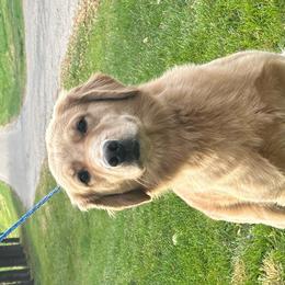Harlow - Golden Retriever