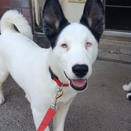 Rolly - Companion Cross