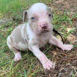 Brown collar male - Blue merle male Catahoula Leopard Dog puppy in Gadsden, Alabama from Rich Cat’s
