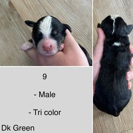 Pisces - Tri-color male Bernedoodle puppy in Kenyon, Minnesota from Country Breeze Doodles & Poodles