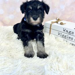 Blue Collar - Black and silver male Miniature Schnauzer puppy in Springfield, Tennessee from My Lovable Schnauzers