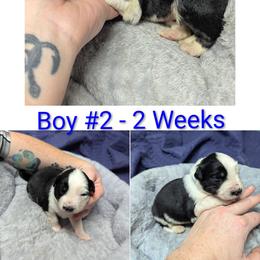Australian Shepherd and Great Dane Puppies from AEW Farm