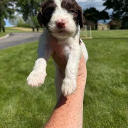 Teal - Liver and white male Springerdoodle puppy in Clifton, Idaho from Little Mountain Springers, Springerdoodles & Poodles