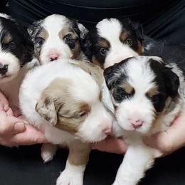 Miniature American Shepherd Puppies from DreamWeaver
