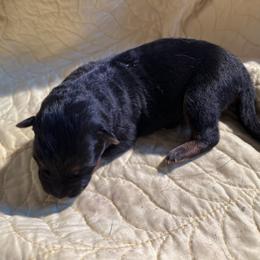 Pink - Black and red female German Shepherd puppy in Sacramento, California from Von Blackwolf German Shepherds