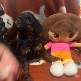 Rain - Phantom female Poodle puppy in Winter Haven, Florida from Herdez’s Poodles