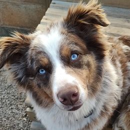 Mocha - Australian Shepherd