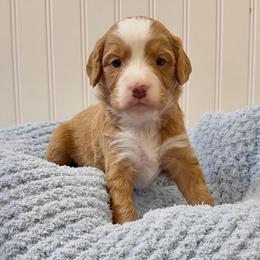 Copper - Red male Cavapoo puppy in Knoxville, Tennessee from Duke’s Forever Doodles