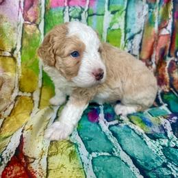 Kase - Red male Assorted Doodle Crosses puppy in Moulton, Iowa from Shondel Puppy Paws