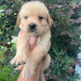 Green collar - Golden male Golden Retriever puppy in Jesup, Georgia from Painted Platinum Retrievers (Painted Platinum Kennel) PPK